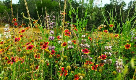 The meadow
